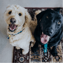 Servicios para Mascotas